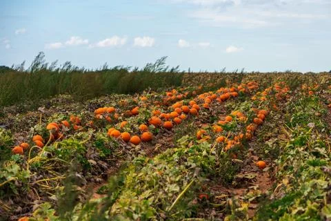 Pumpkin field before the harvest Stock Photos