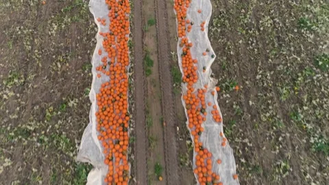 Pumpkin on a Field, Harvest, Top Down Dronefly Video stock 161812359