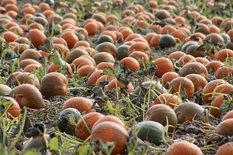 Pumpkin field in mist Stock Photos