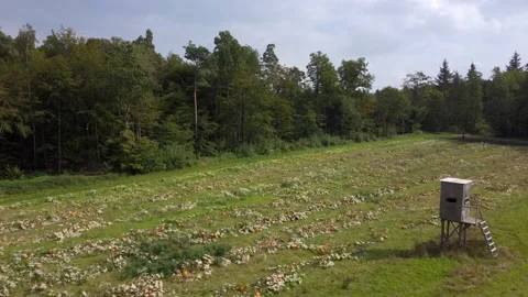 Pumpkin field near the forest Stock Footage 171483060