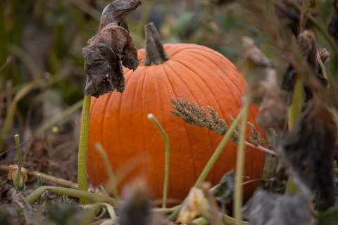 Pumpkin in Field Stock Photos
