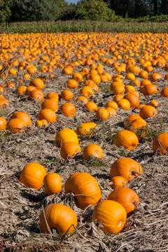 Pumpkin field Fotos Stock
