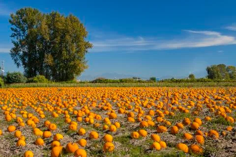 Pumpkin field Fotos Stock
