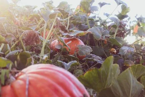 Pumpkin in the Field Stock Photos