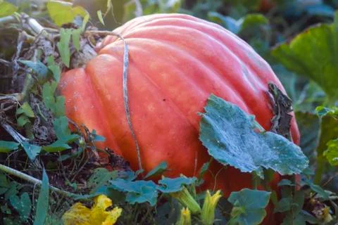 Pumpkin in the Field Stock Photos