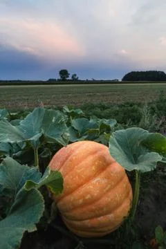 Pumpkin in the field Stock Photos