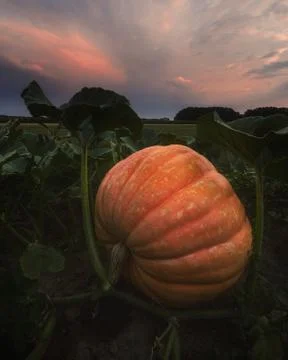 Pumpkin in the field Stock Photos