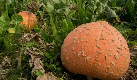 Pumpkin in the field Stock Photos