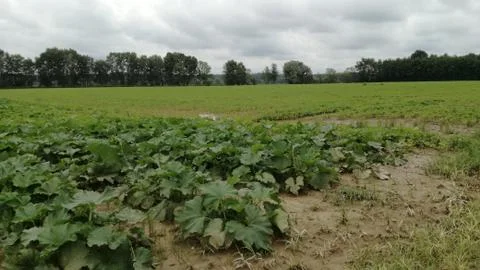 PUMPKIN-FIELD Stock Photos
