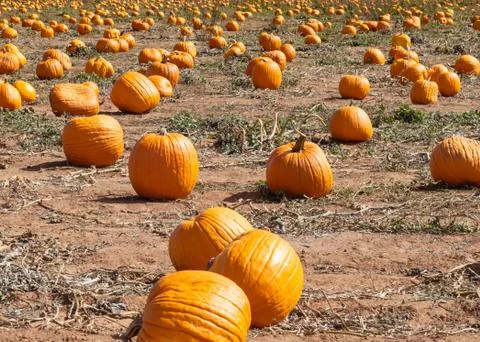 Pumpkin Field Stock Photos