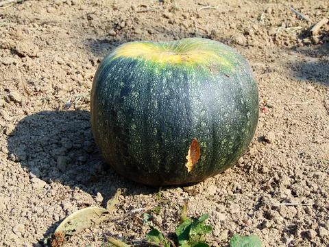 Pumpkin on the field Photos