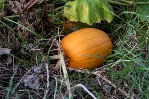 Pumpkin in the field Stock Photos