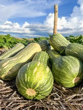 Pumpkin field Stock Photos