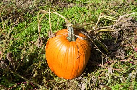 Pumpkin in a field Stock Photos