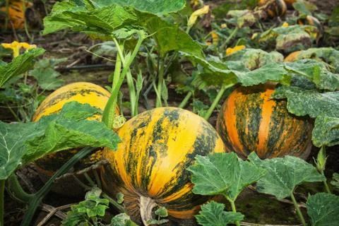Pumpkin field in september Stock Photos