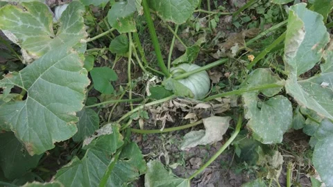 Pumpkin field on summer day. The green pumpkin is starting to turn orange. Stock Footage 219975397
