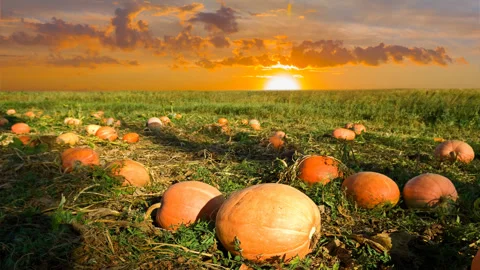 Pumpkin field on a sunset time lapse scene Stock-Footage 267955977