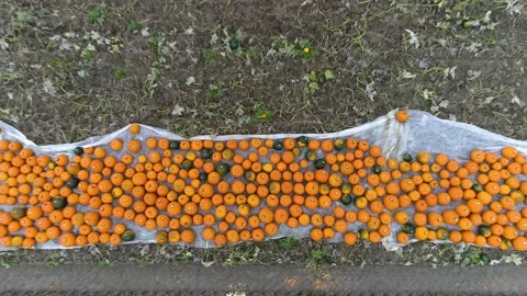 Pumpkin field top down push out shot Stock Footage 161812403