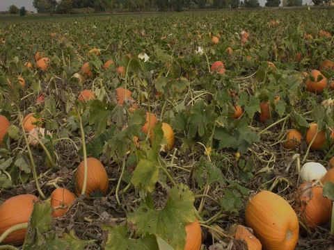 Pumpkin Fields Stock Footage