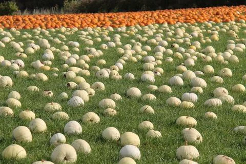 Pumpkin Fields. Stock Photos
