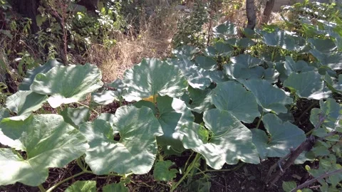 Pumpkin flower among large pumpkin leaves, Stock Footage 281594444