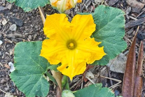 Pumpkin flower in the backyard Foto stock