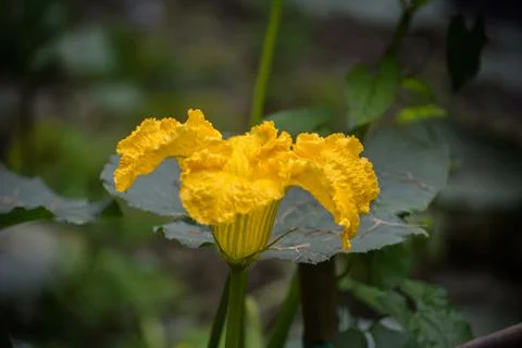 Pumpkin flower in the backyard . Stock Photos