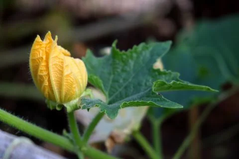 Pumpkin flower blooming Stock Photos