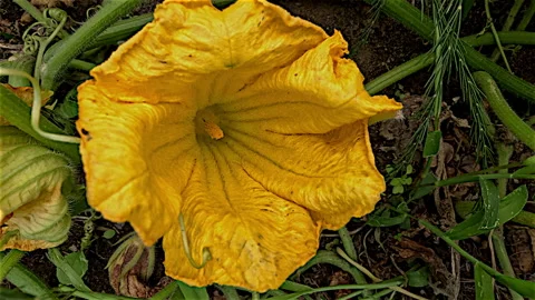 Pumpkin Flower to Butternut Pumpkin Stock Footage 301281045
