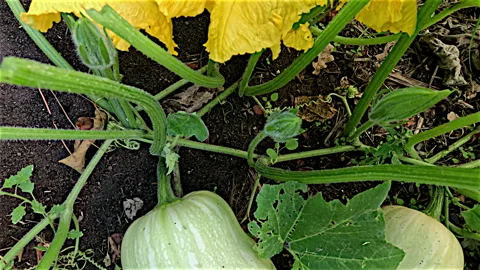 Pumpkin Flower to Butternut Pumpkin Stock Footage 301281109