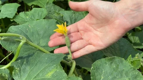 Pumpkin Flower Care Stock Footage 311657610