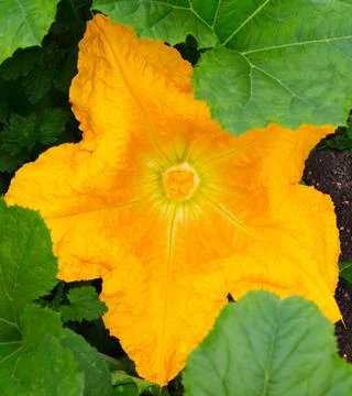 Pumpkin Flower Close-Up. Stock Photos