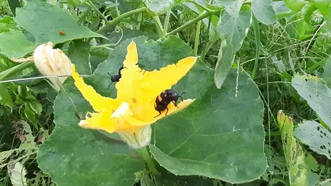 Pumpkin flower eating insects Stock Footage 140164090