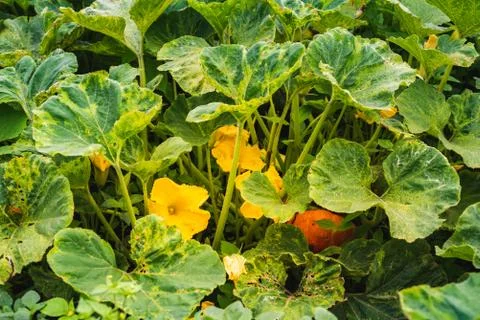 Pumpkin flower in the field Stock Photos