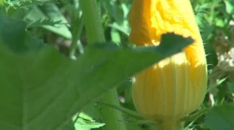 Pumpkin flower Stock Footage 11888340