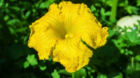Pumpkin Flower. Видео 49699964