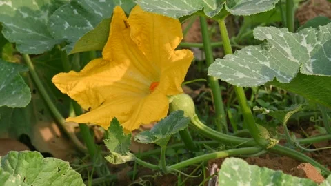 Pumpkin flower. Stock Footage 313817048