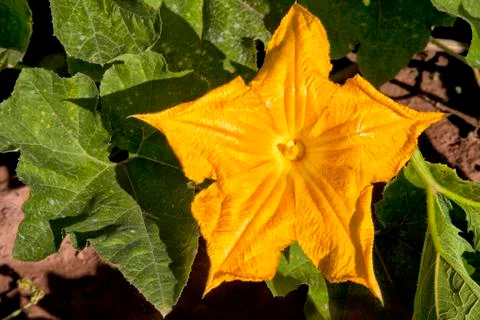 Pumpkin flower Stock Photos