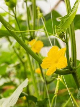 Pumpkin flower Stock Photos