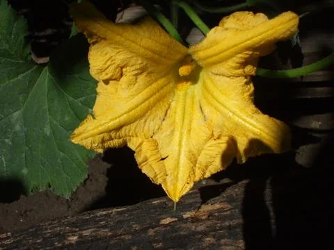 Pumpkin flower Stock Photos