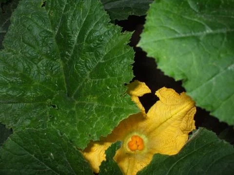 Pumpkin, flower. Stock Photos