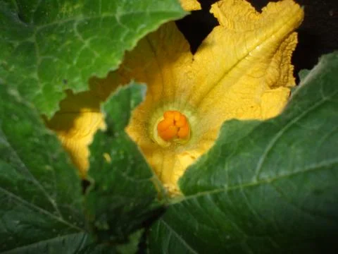 Pumpkin, flower. Stock Photos