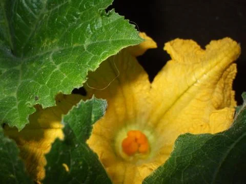 Pumpkin, flower. Stock Photos