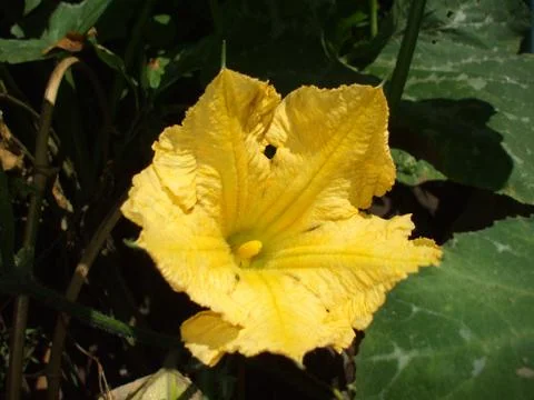 Pumpkin, flower. Stock Photos