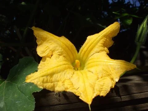 Pumpkin, flower. Stock Photos