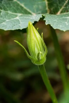 Pumpkin flower Stock Photos