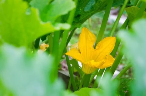 Pumpkin flower Stock Photos