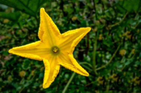 Pumpkin Flower Stock Photos