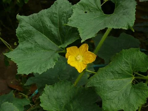 Pumpkin flower Stock Photos