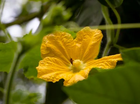 Pumpkin flower Foto stock